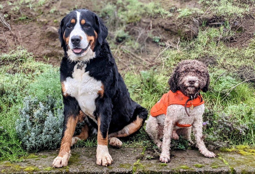 Bernese Mountain Dog and Lagotto Romagnolo cross