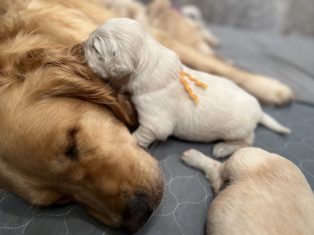 This image has an empty alt attribute; its file name is Golden-Retriever-Mommy-and-Puppy-Best-Family-Dog-1024x768.jpg