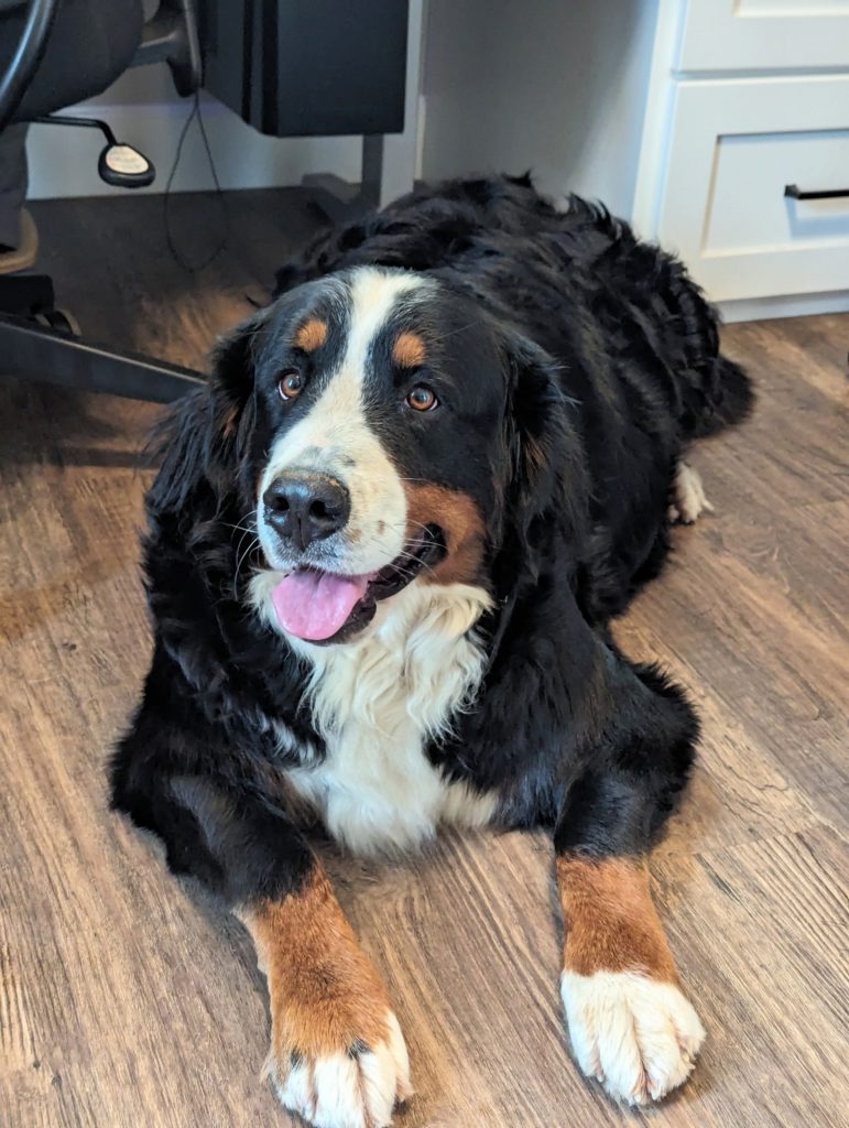 What is a Bernese Mountain Dog?