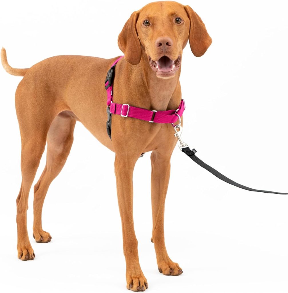 Brown dog with a pink Easy Walk harness. Great harness to get your dog to stop pulling on walks.