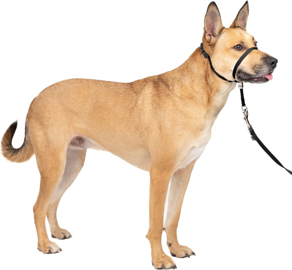 A dog in a black nylon gentle leader which is a helpful tool for getting your dog to stop pulling.